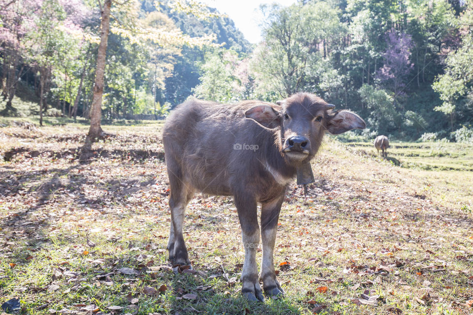 Buffalo in the farm