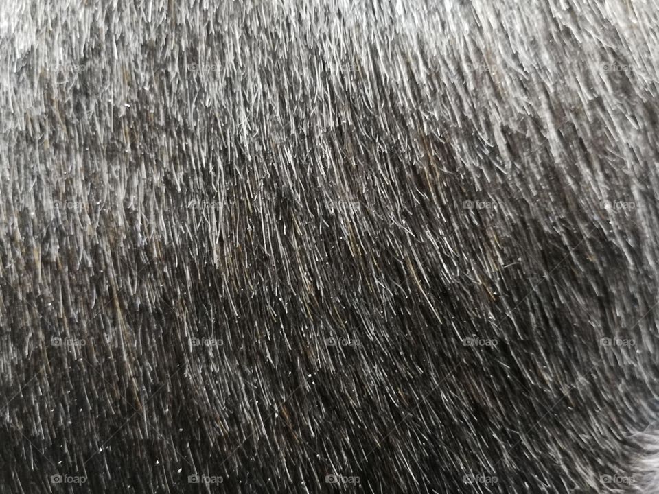 closeup of my dogs fur