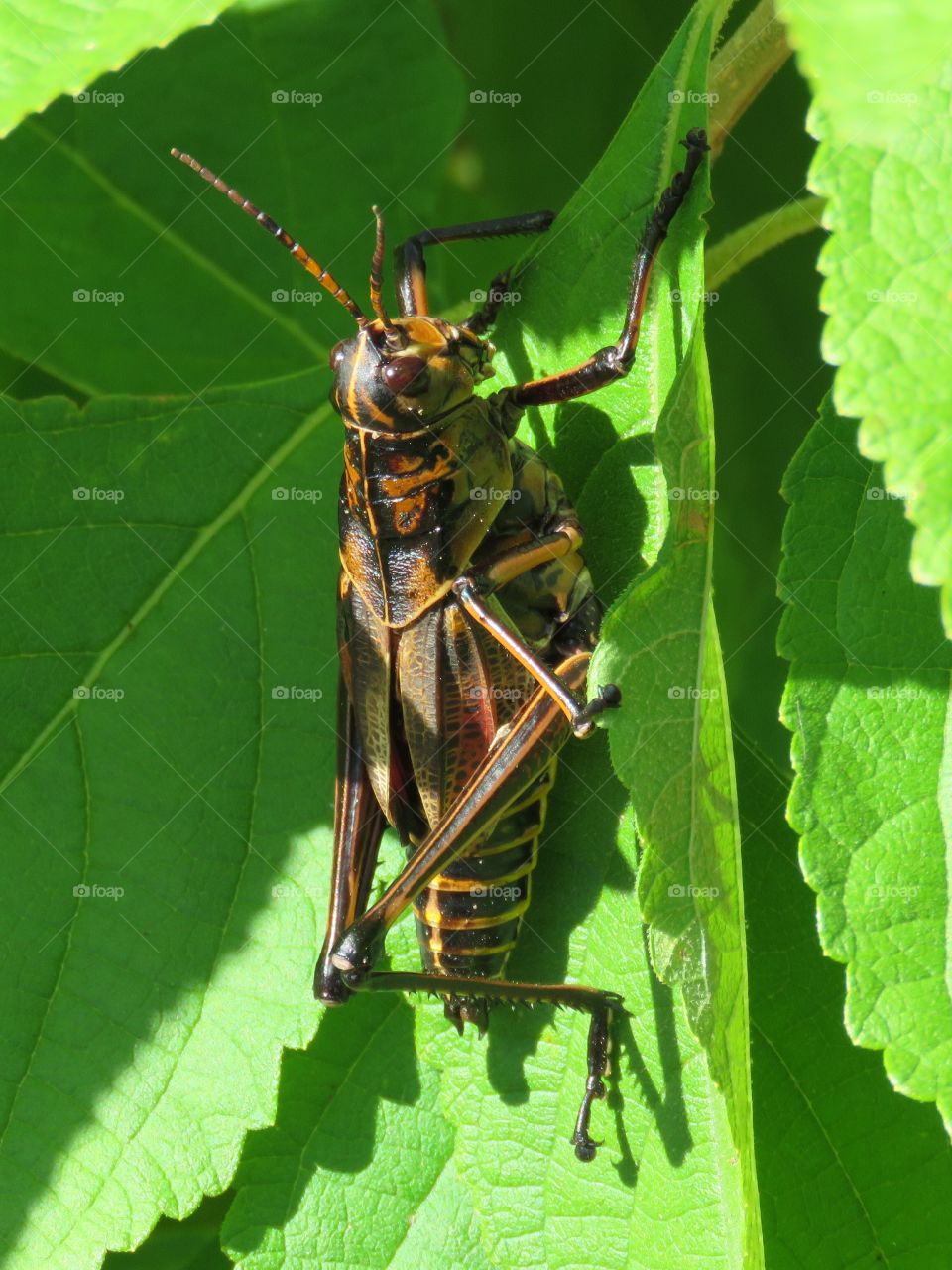 Eastern Lubber Grasshopper