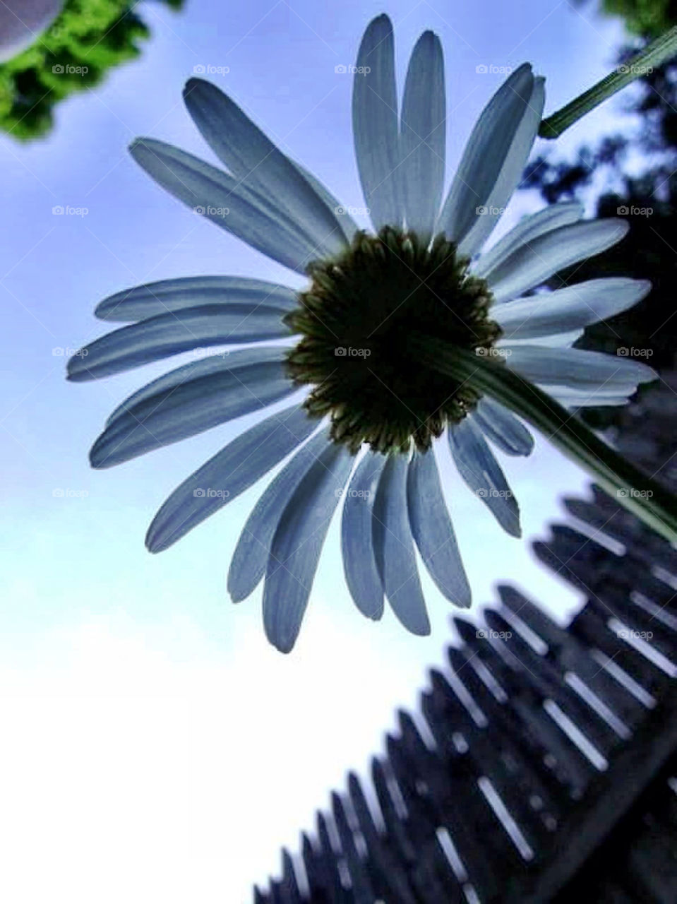 fence daisy by jmh