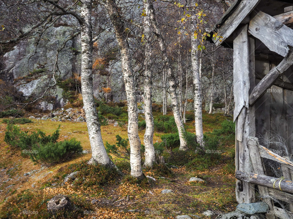 Grey forest. 