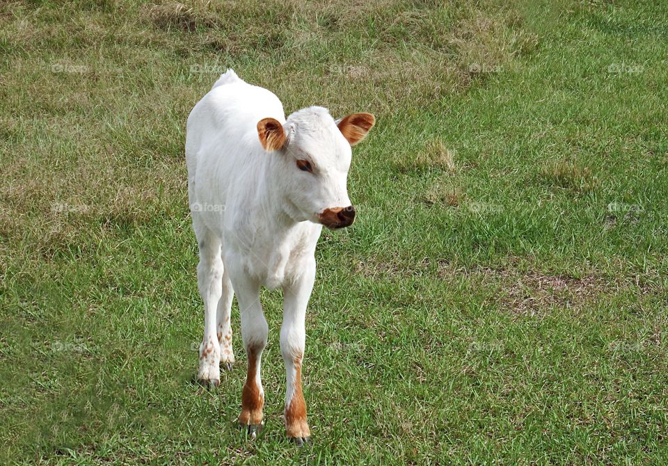 Adorable snow white Springtime calf in the pasture.