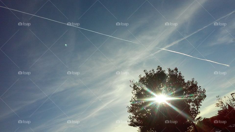 Sun, Trees, and Vaportrails