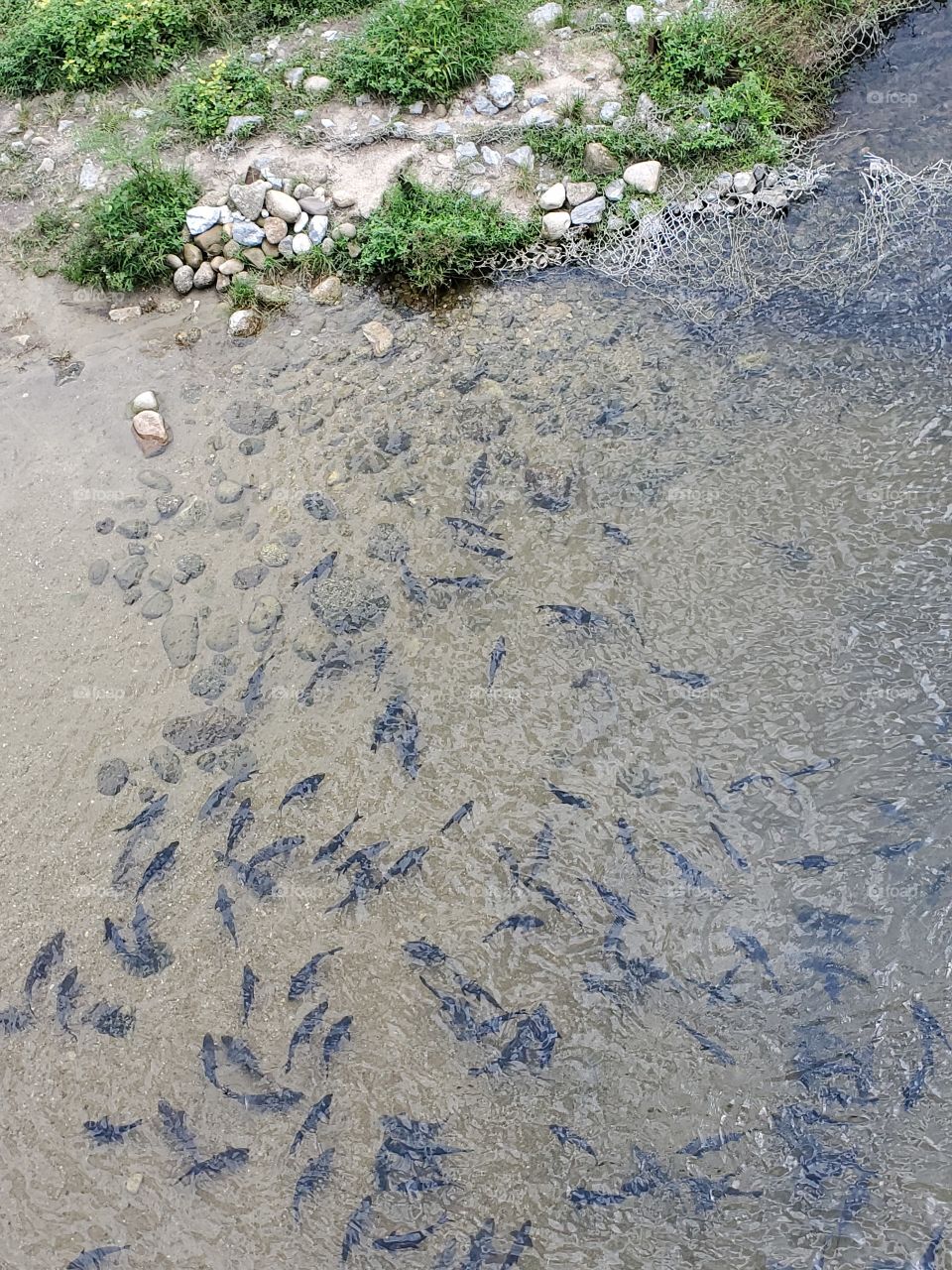 fishs in the river