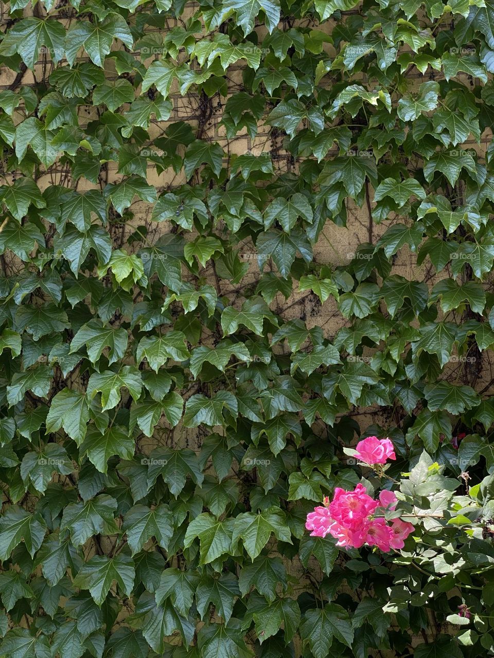 Pink roses and Ivy plants background.