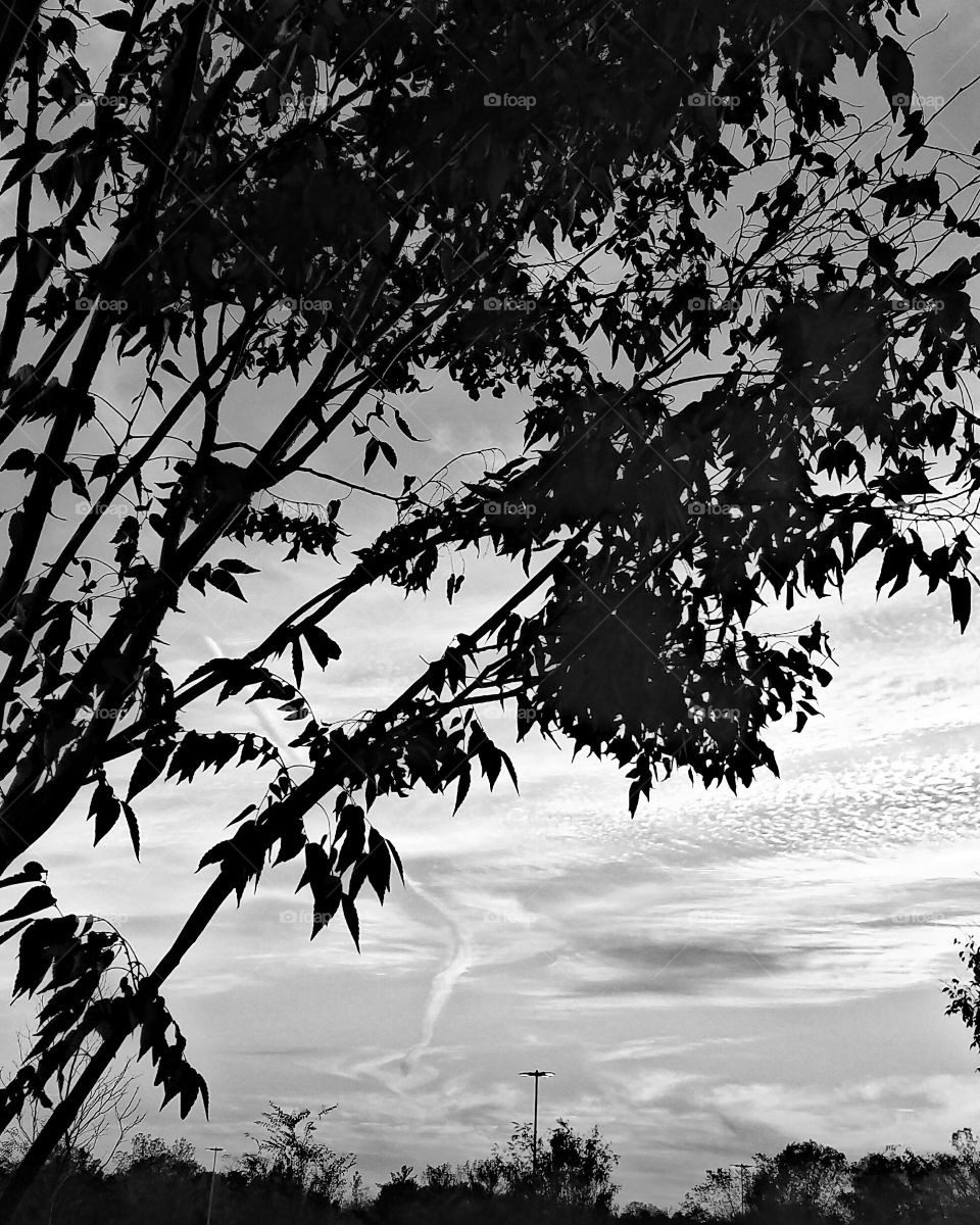 Closeup of tree branches and clouds