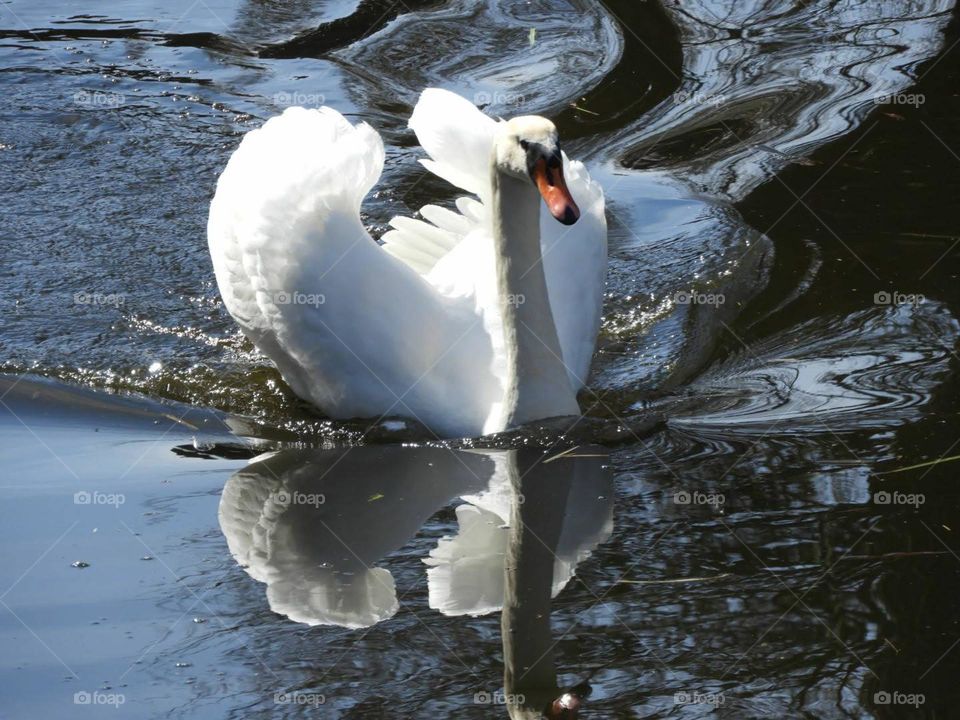 swan