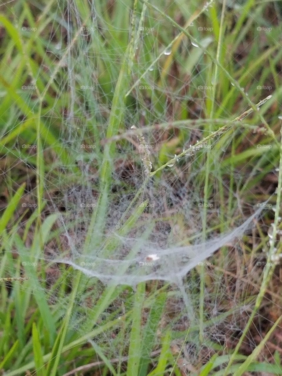 web