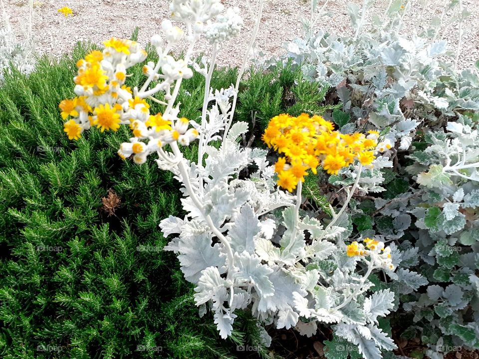 plants on the Adriatic coast