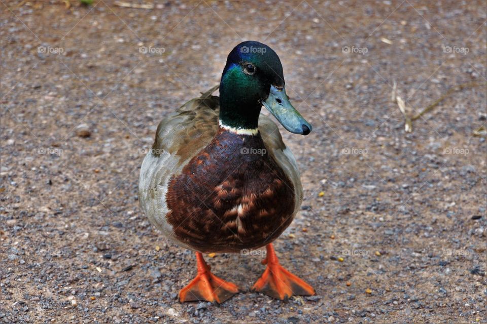 Portrait of a mallard duck