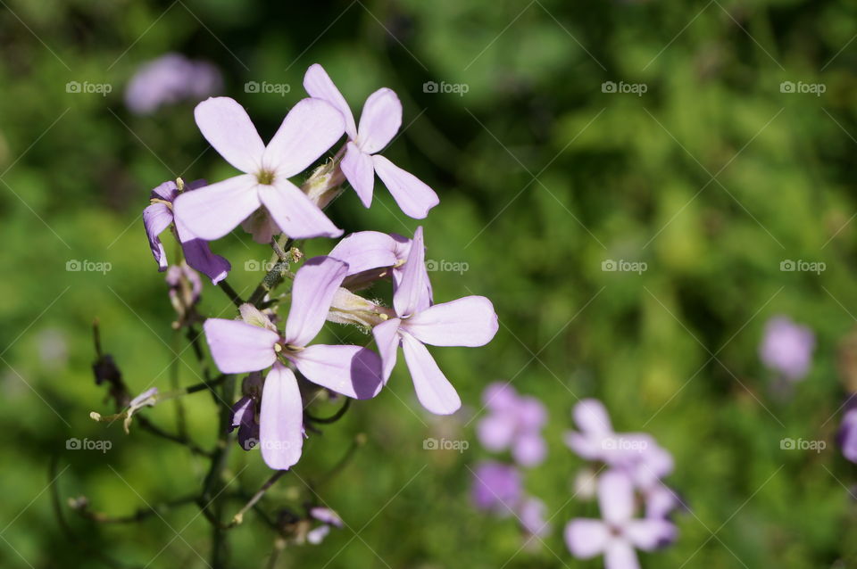 Nature. Wildflowers in Lilac