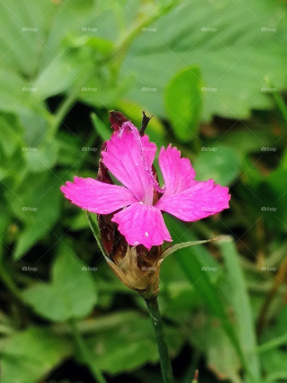 Wild flower