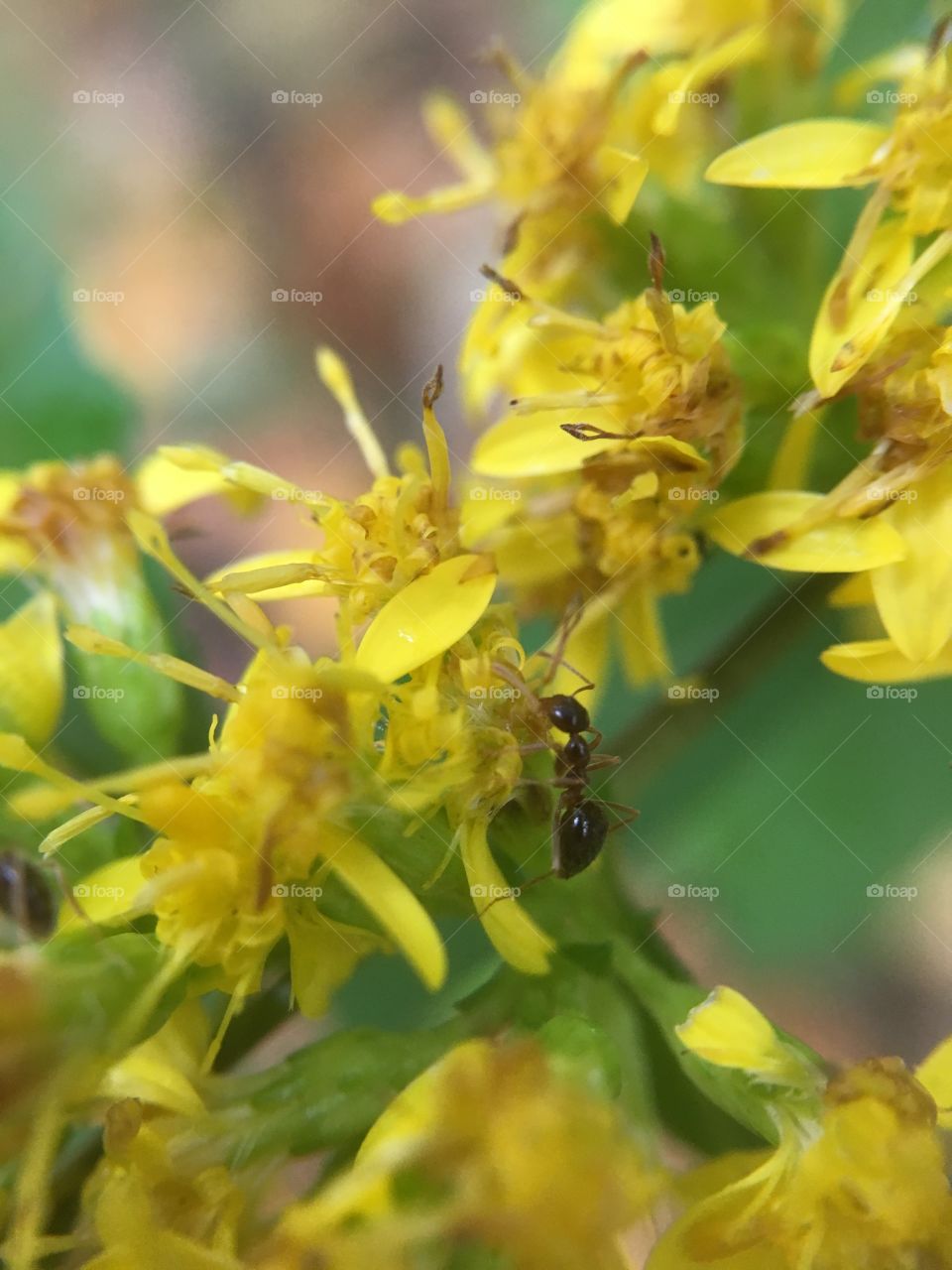 Ant on goldenrod 