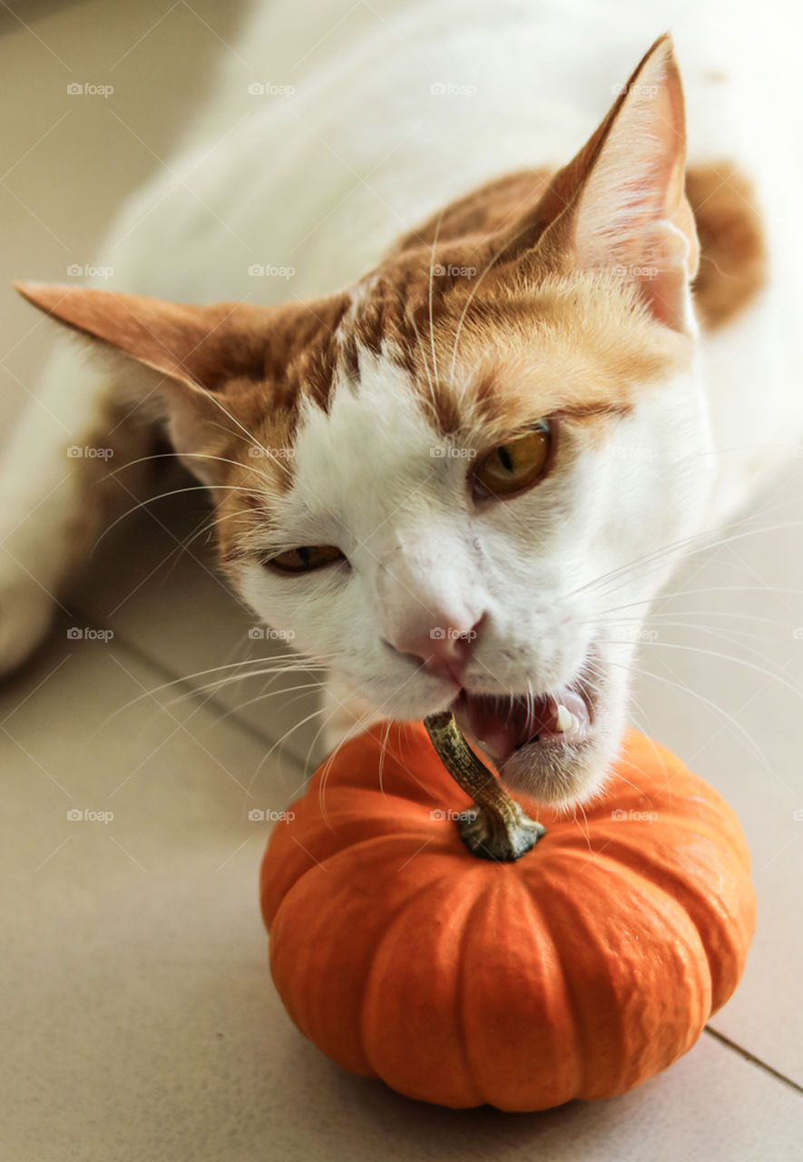 Cat and a Pumpkin