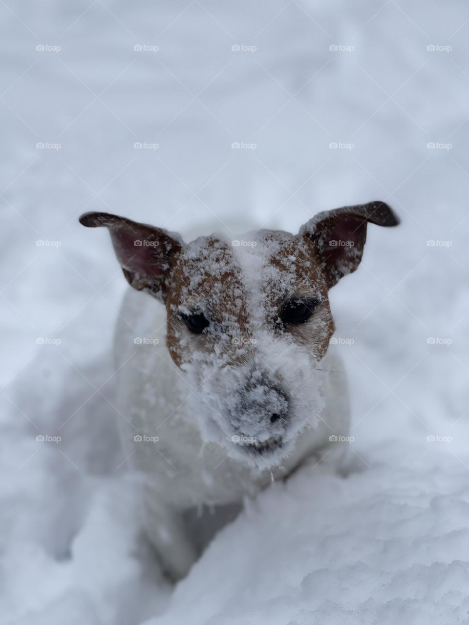 Jack Russel in snow