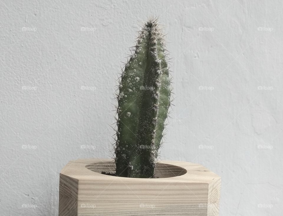 kaktus kecil