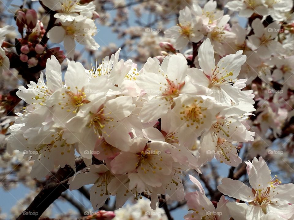 Flowers are on Prunus nigra ‘Princess Kay’ 