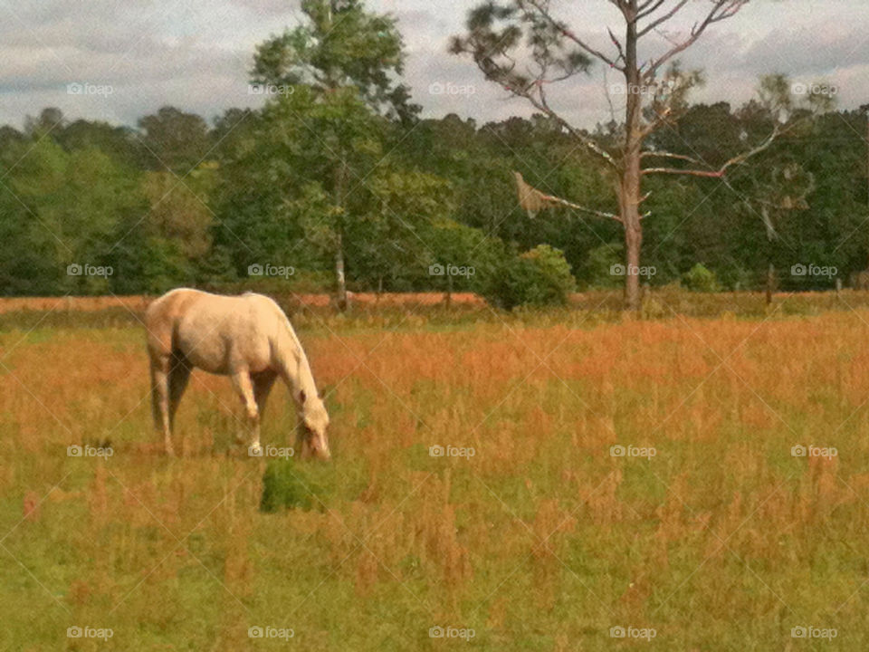 Cream Horse Grazing