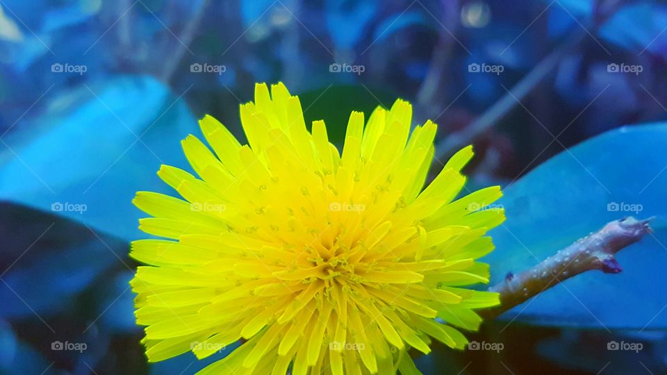 Dandelion