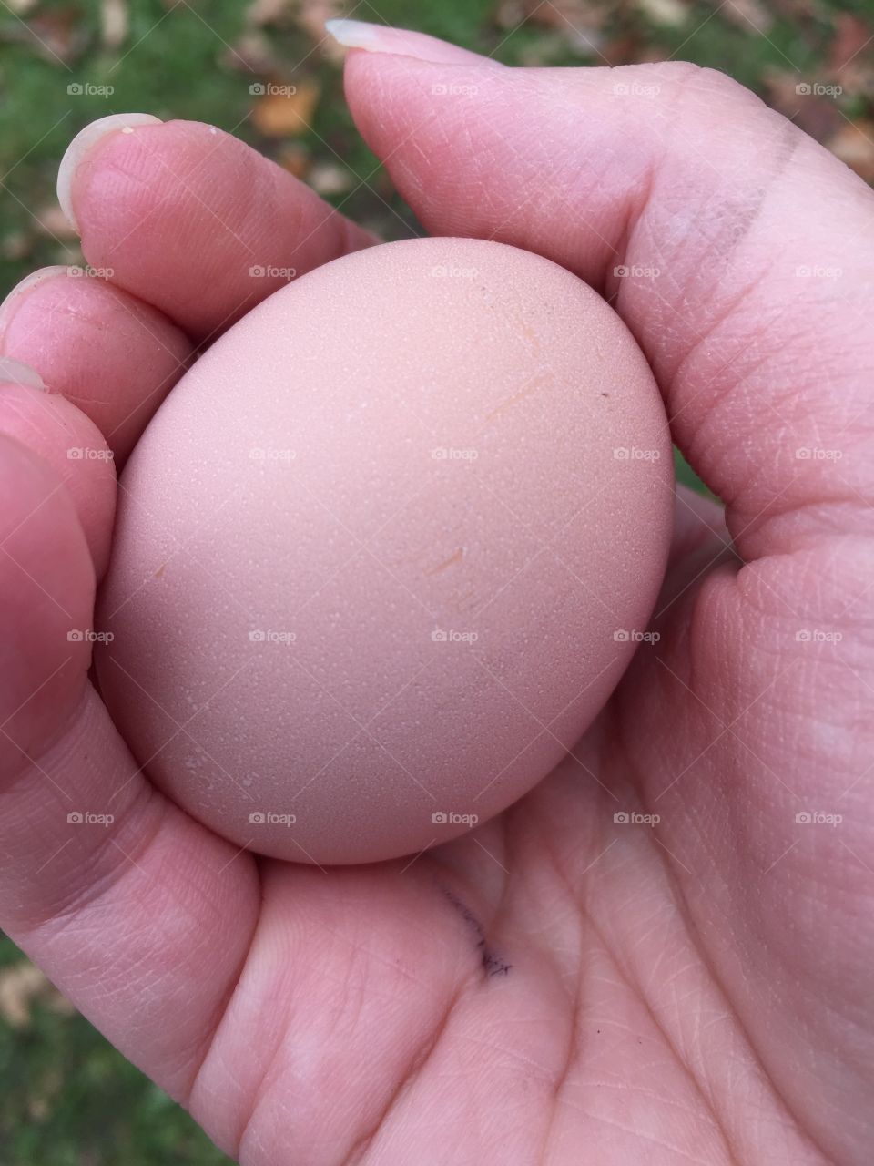 Fresh Farm Egg