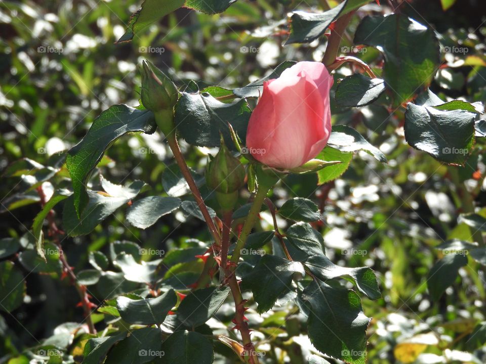 Flores Rosa Primavera verde Espinas colores Radiante Reflejos