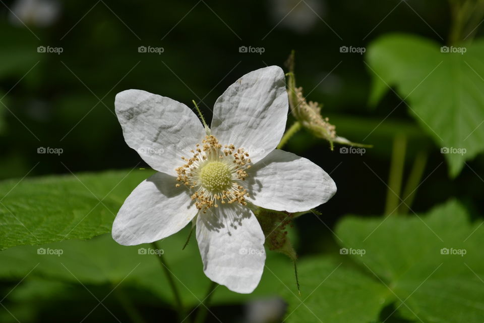 Closeup Rocky Mountain alpine  meadow white wildflower 