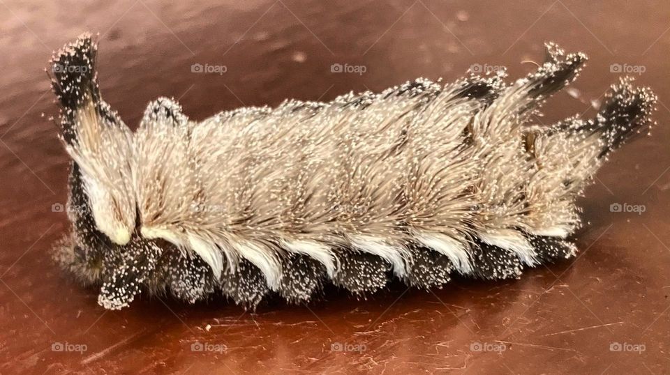 🇺🇸 A frightening caterpillar decided to walk around here.  But what ugly animal is this? / 🇧🇷 Uma assustadora taturana resolveu passear por aqui. Mas que bicho feio é esse?