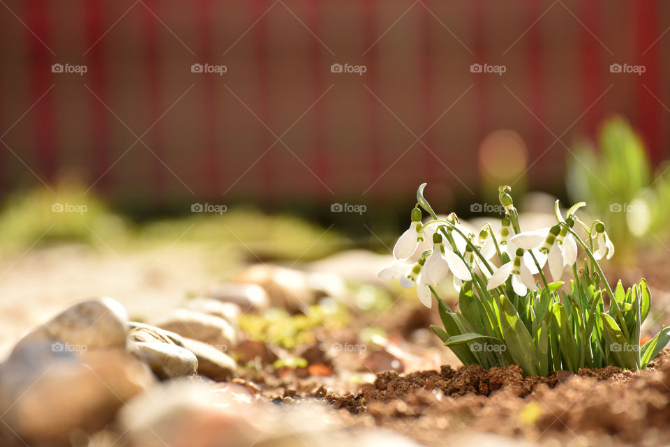 Snowdrops