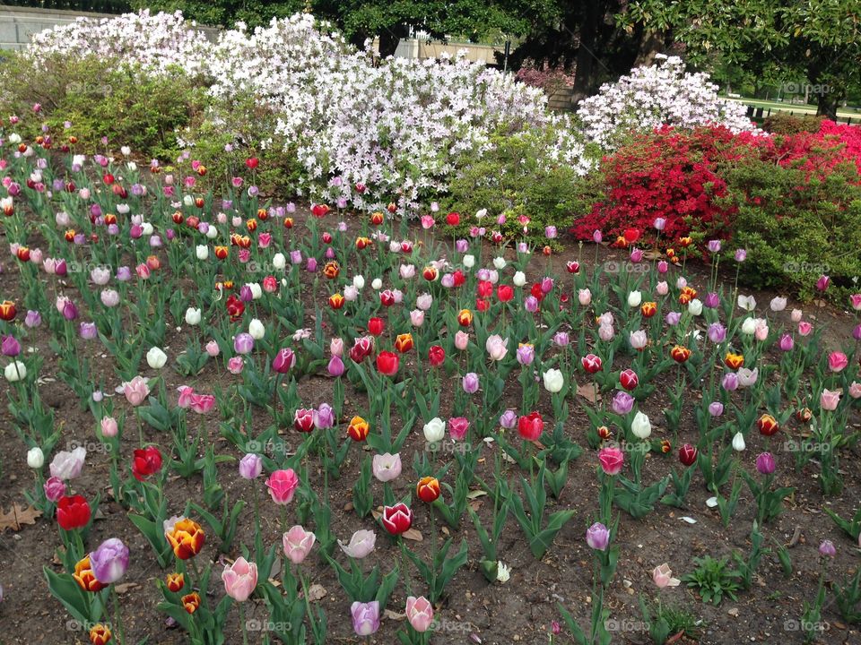 Flowers on Capitol Hill