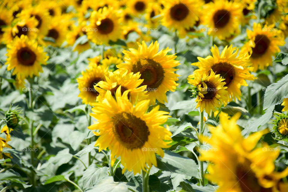 Flora, Sunflower, Summer, Flower, Nature