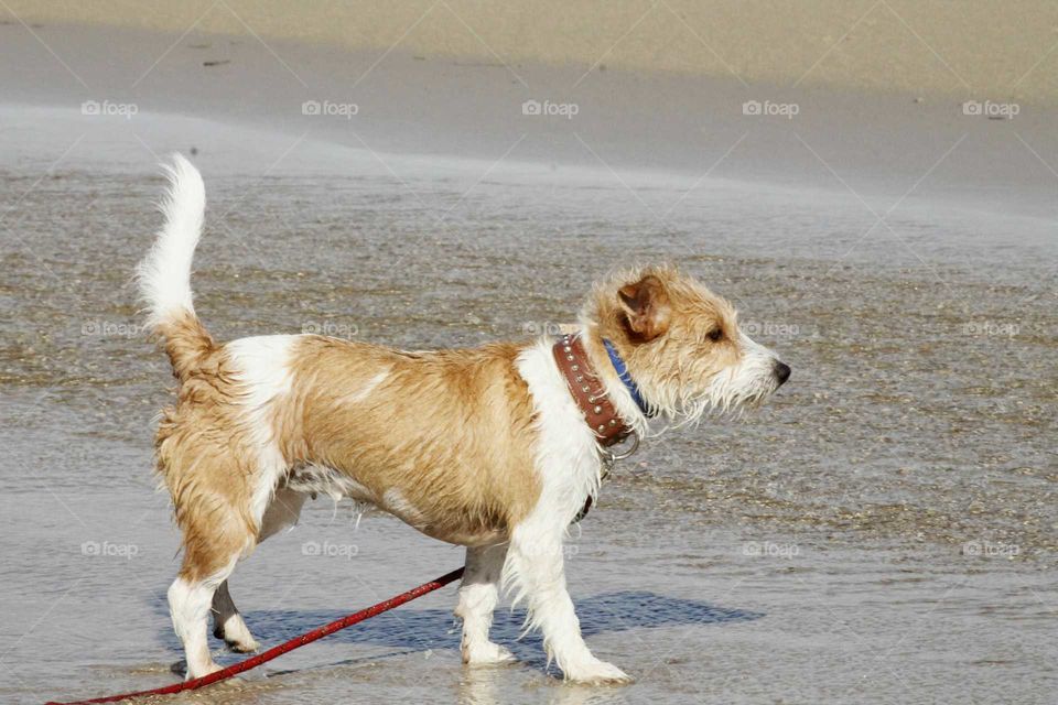 jack russell at the beach