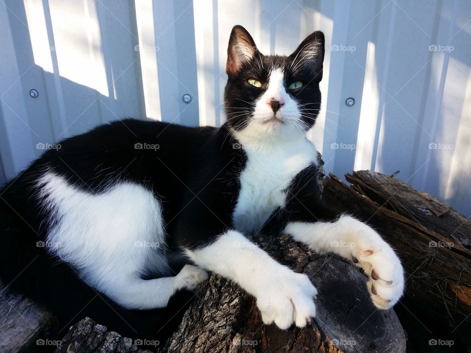 A black and white cat kitten sitting on a stack of firewood outside looking up with green eyes and kneading his paws