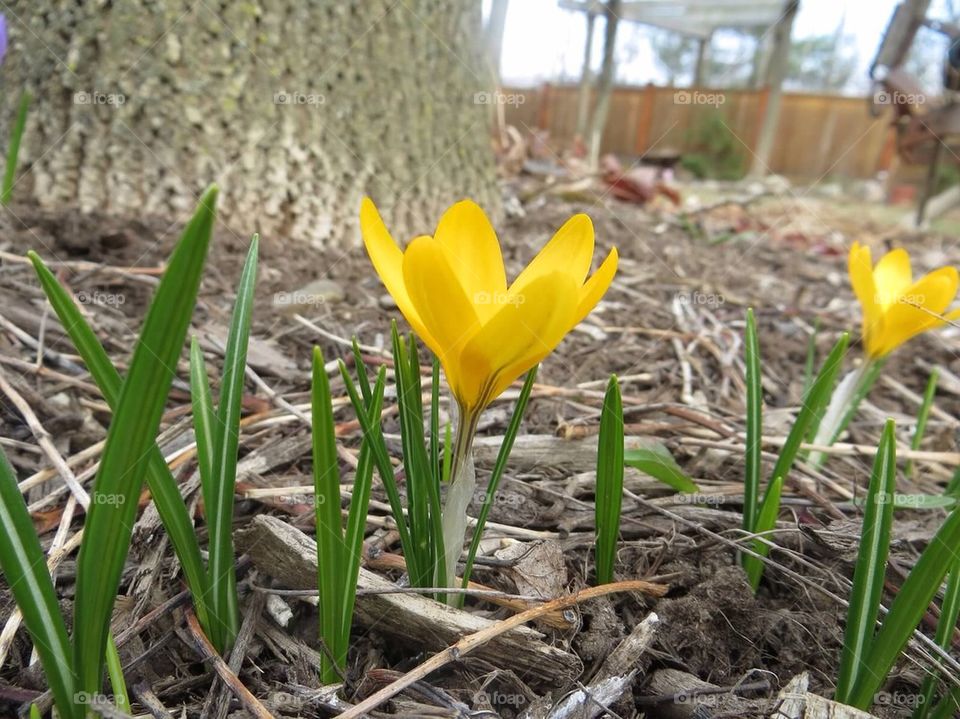 Yellow spring flower