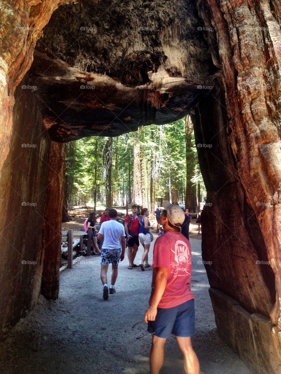 tunnel tree cool boy by asbreynolds