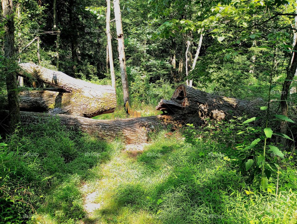 Walking a trail in the woods of Ohio, I came across a bench in the middle of the trail with a tree fallen over beside it. A chunk of the tree was cut out to get through, but the bench was overgrown by the surrounding environment & overlooks nothing.
