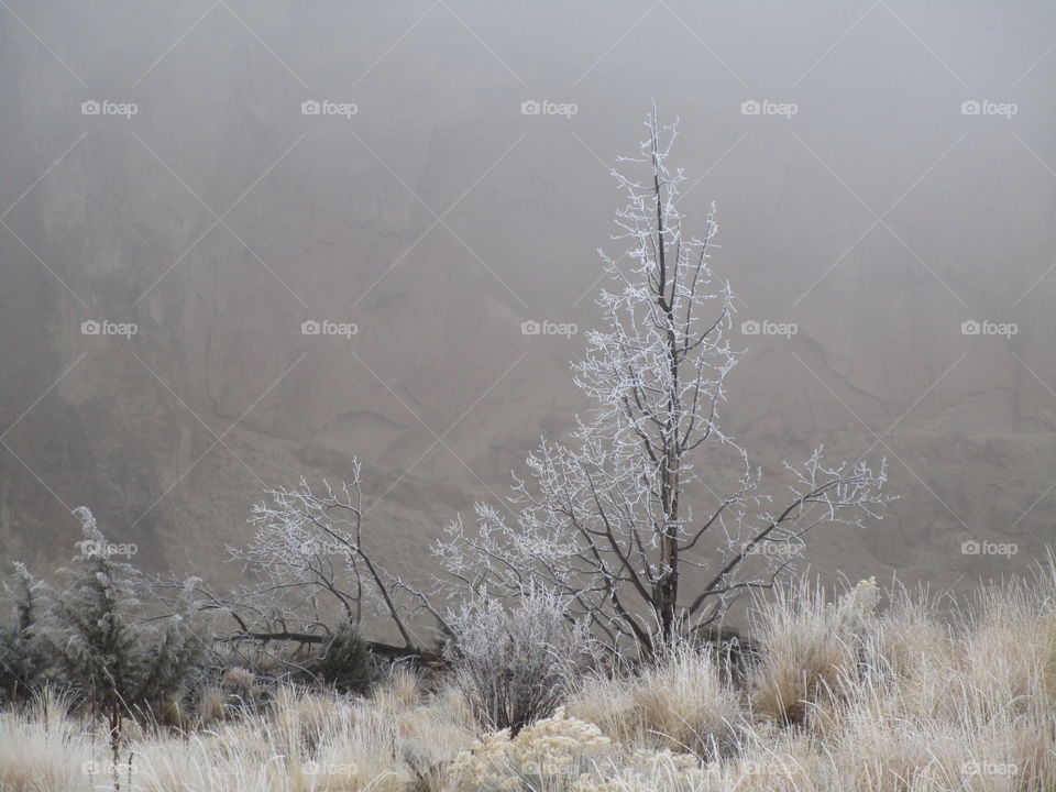 A fresh coat of frost on trees and wild grasses with Smith Rock slightly visible through morning fog on a Central Oregon morning. 