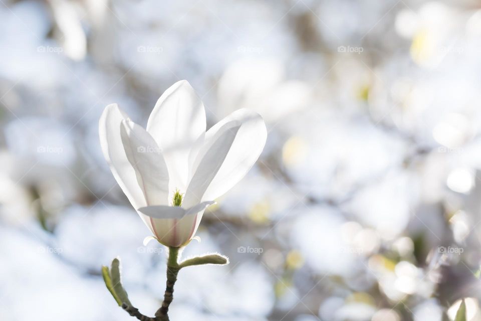 Closeup of sun shining on one beautiful white blooming magnolia flower in a tree at spring 