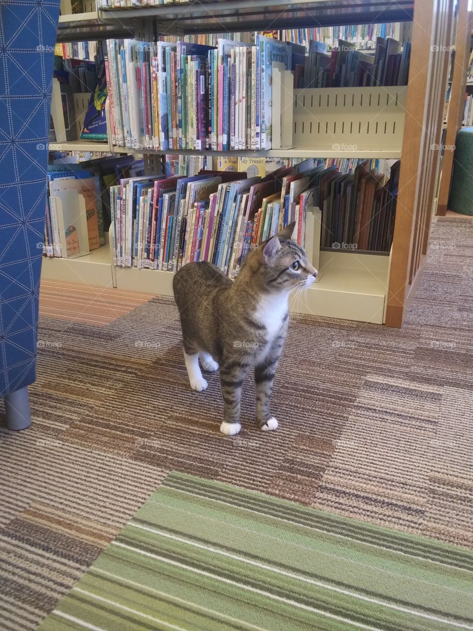 Clover the library cat
