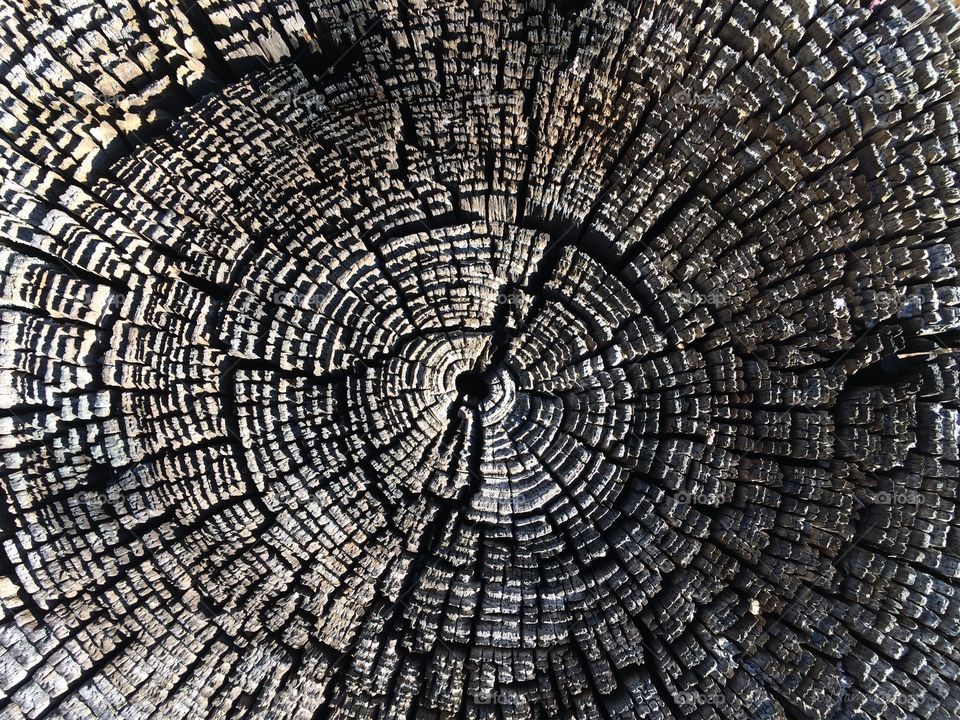 Close up of tree stump