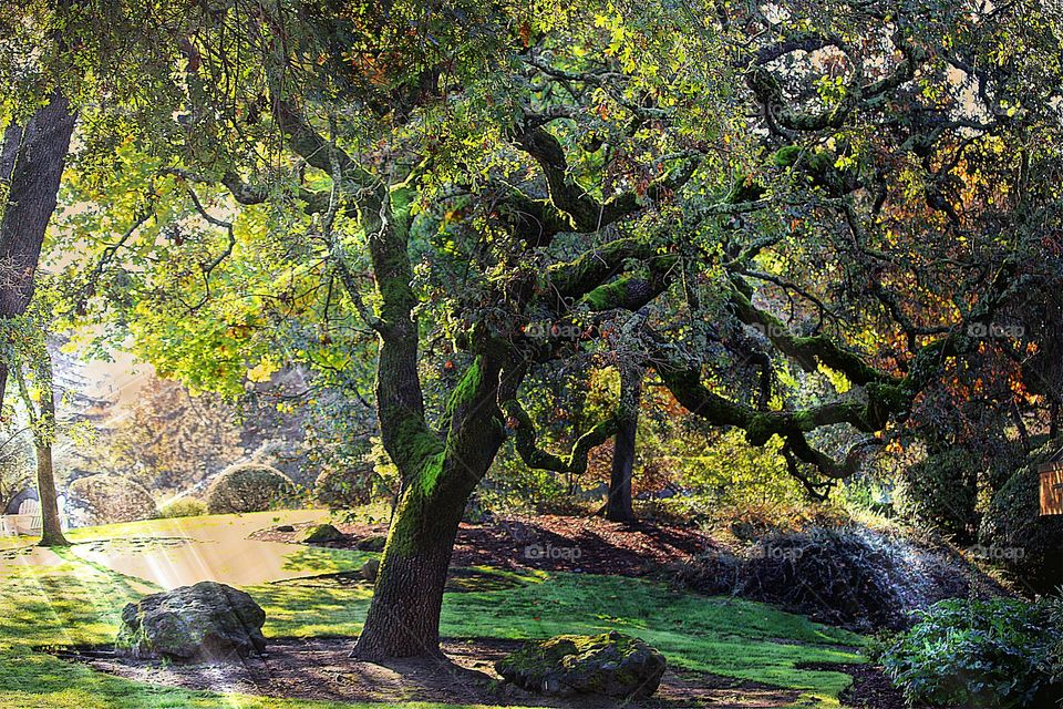 The garden area near Domaine Chandon winery in Napa Valley, California. 