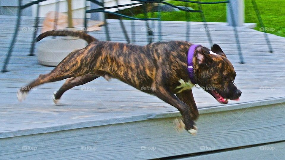 Pit bull jumping