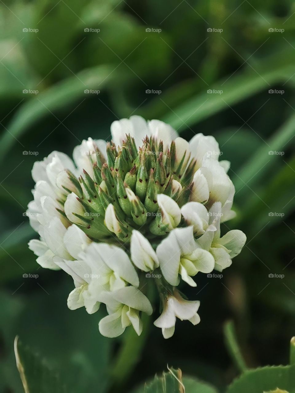 Macro photo of green grass growing in the garden