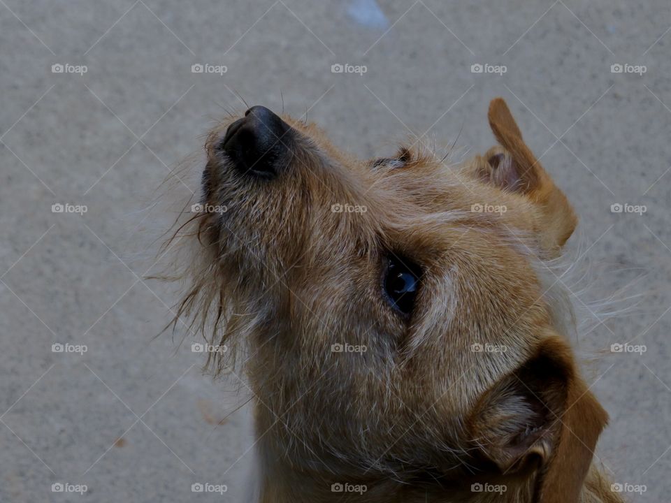 Patterdale Terrier 