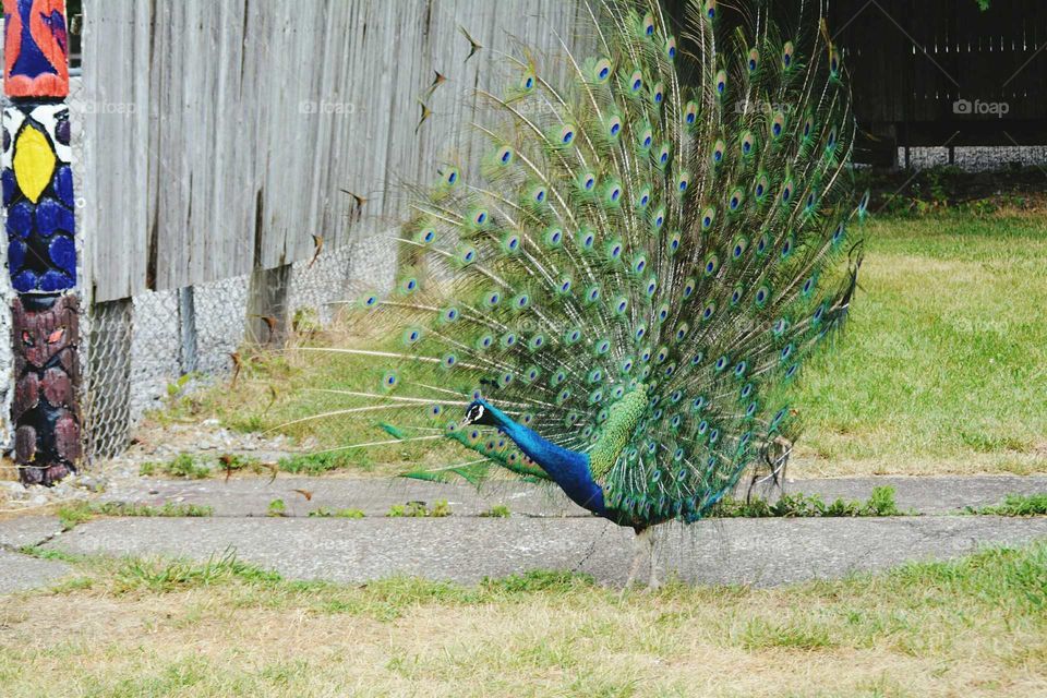 peacock