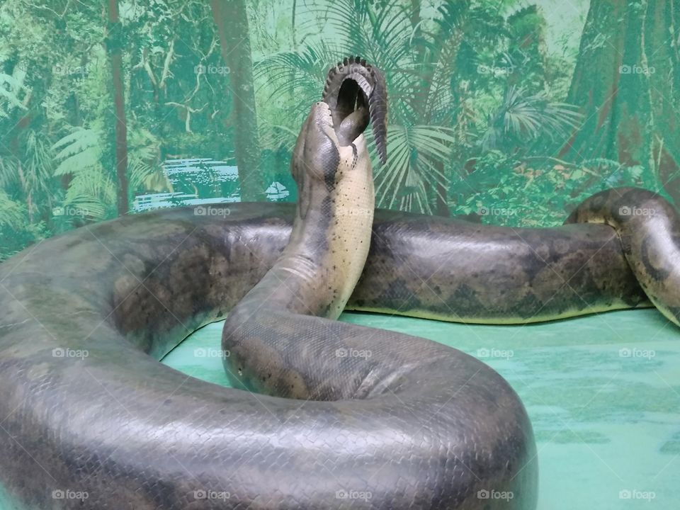 Biggest Snake Ever
