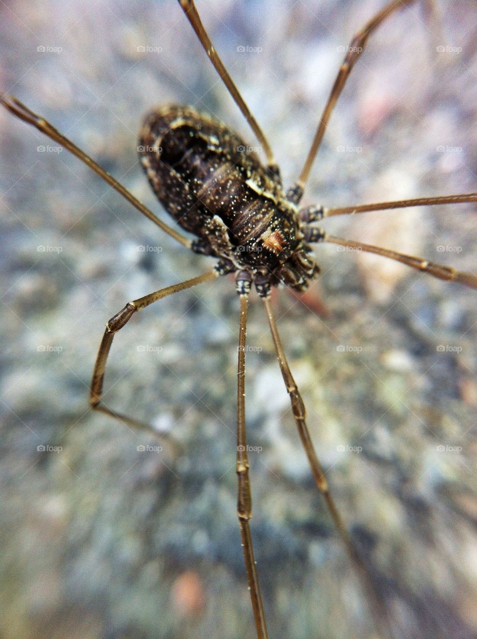 nature macro closeup animal by miss_falcon