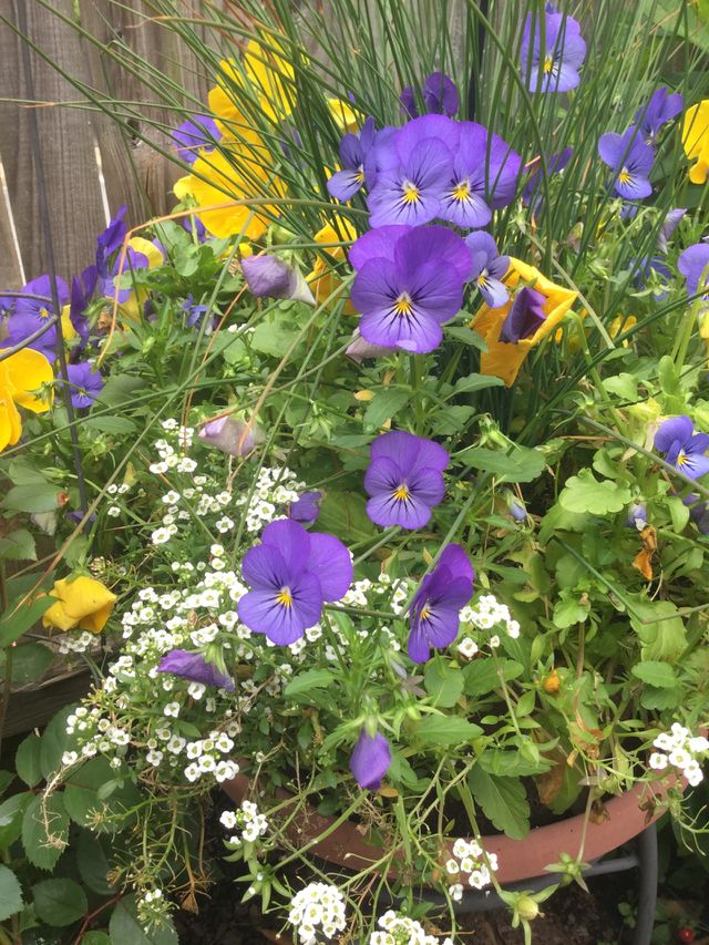 Flower, Flora, Nature, Garden, Leaf