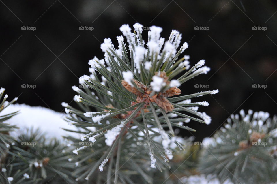 Spruce, tree, snow, needles, winter,