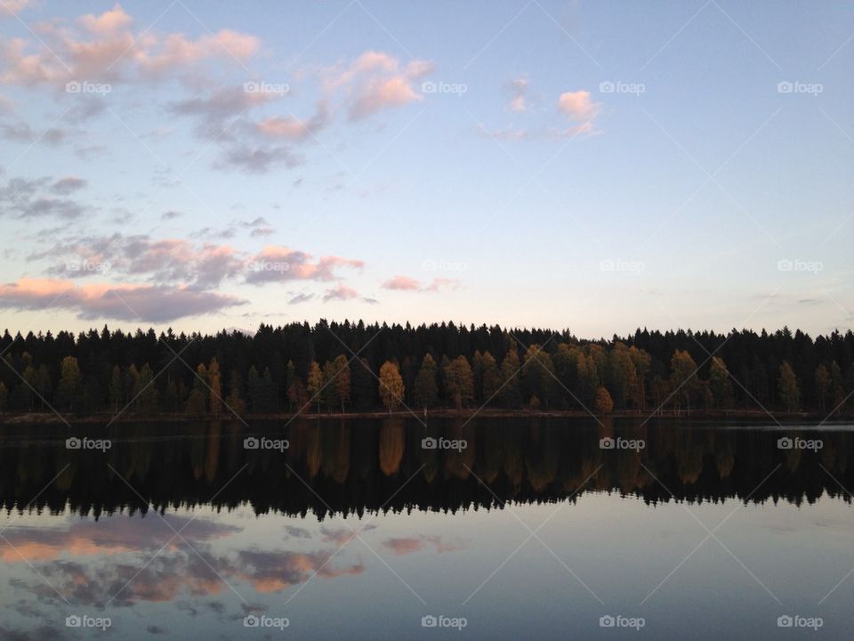 Evening lake forrest