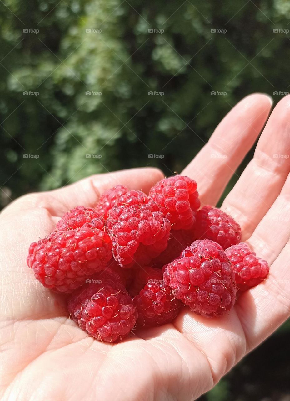 red raspberry berries in the hand summer time, tasty summer food ❤️